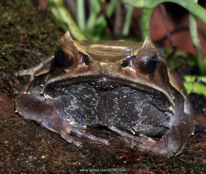 : Long-nosed Asian Horned Frog : Long-nosed Asian Horned Frog