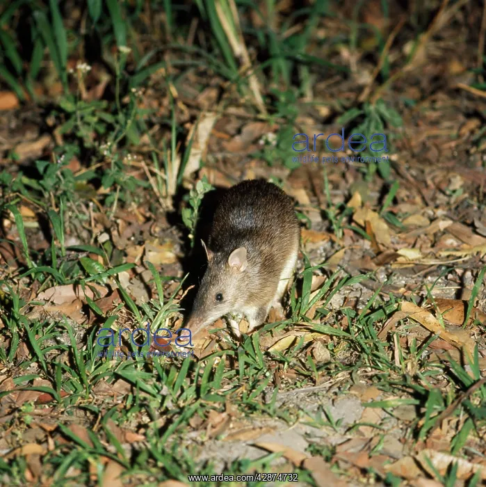 : Long-nosed Bandicoot : Long-nosed Bandicoot
