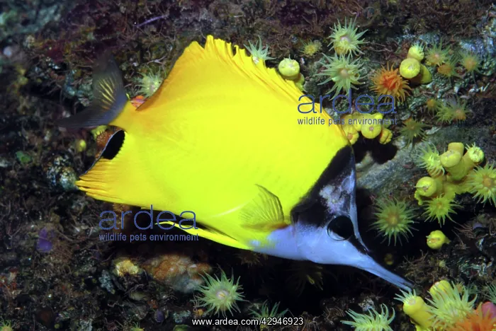 : Long Nosed Butterfly Fish - long snout assists : Long Nosed Butterfly Fish - long snout assists