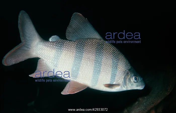 : Long-nosed Distichodus Fish : Long-nosed Distichodus Fish