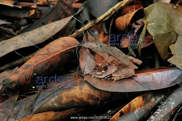 : Long-nosed Horned Frog / Malayan Horned Frog - : Long-nosed Horned Frog / Malayan Horned Frog -