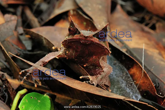 : Long-nosed Horned Frog / Malayan Horned Frog - : Long-nosed Horned Frog / Malayan Horned Frog -