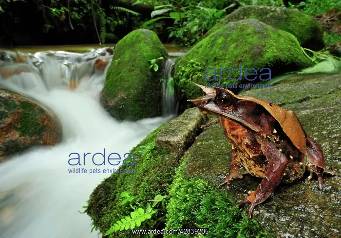 : Long-nosed Horned Frog  /  Malayan Horned Frog -