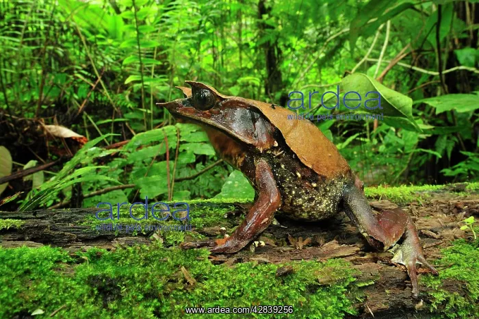 : Long-nosed Horned Frog / Malayan Horned Frog : Long-nosed Horned Frog / Malayan Horned Frog