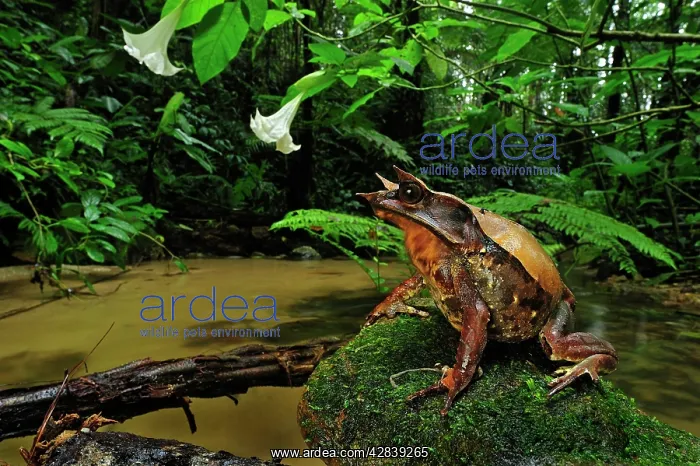: Long-nosed Horned Frog / Malayan Horned Frog - : Long-nosed Horned Frog / Malayan Horned Frog -