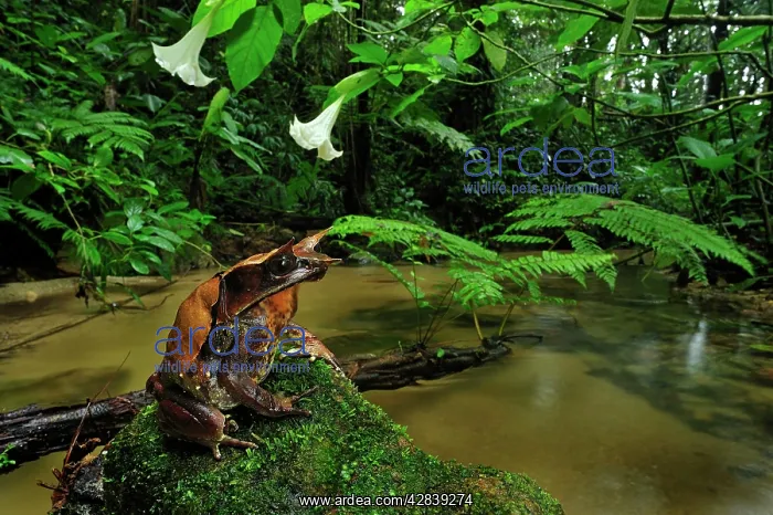 : Long-nosed Horned Frog / Malayan Horned Frog - : Long-nosed Horned Frog / Malayan Horned Frog -