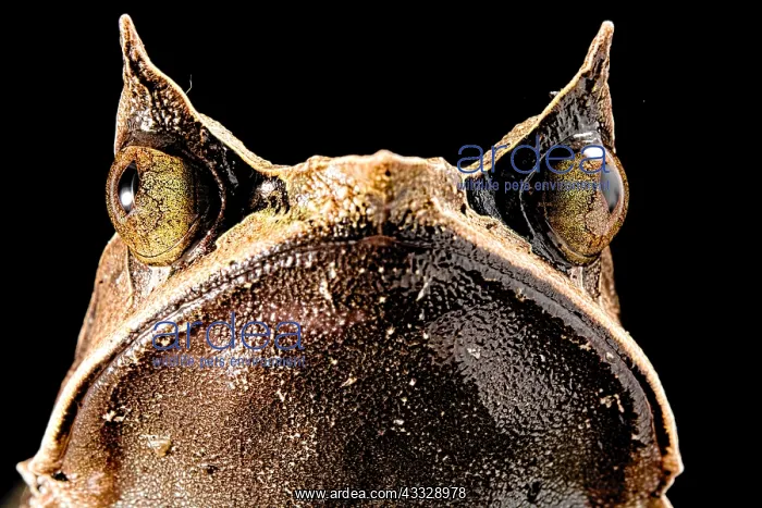: Long-nosed horned frog (Megophrys nasuta) on black : Long-nosed horned frog (Megophrys nasuta) on black