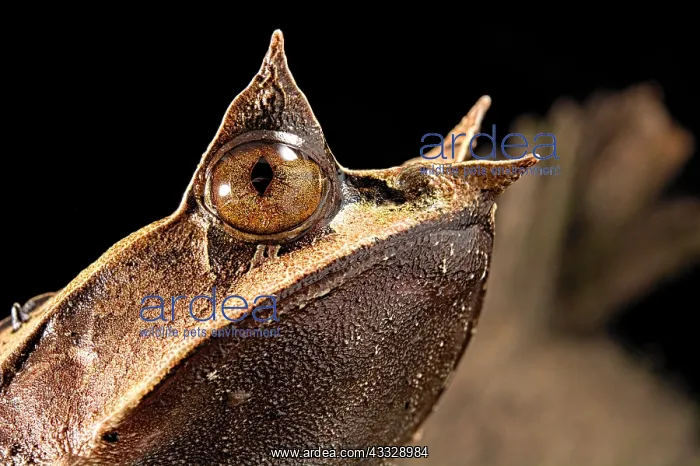 : Long-nosed horned frog (Megophrys nasuta) on black : Long-nosed horned frog (Megophrys nasuta) on black