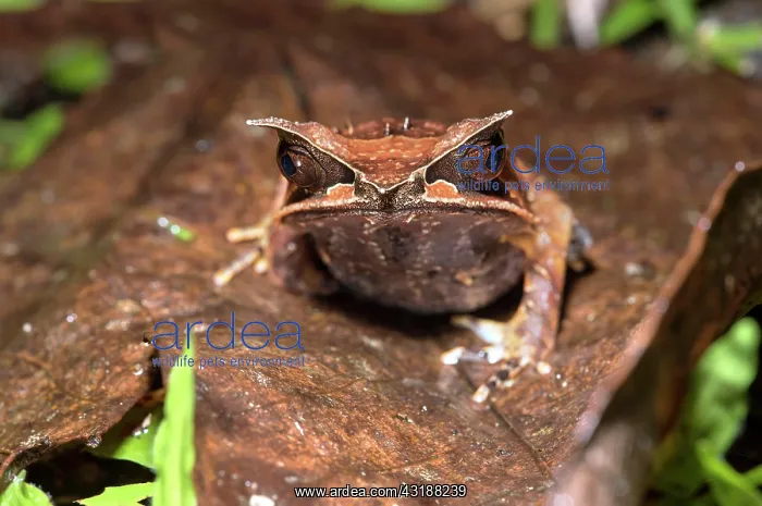 : Long-nosed horned frog (Megophrys nasuta), family : Long-nosed horned frog (Megophrys nasuta), family