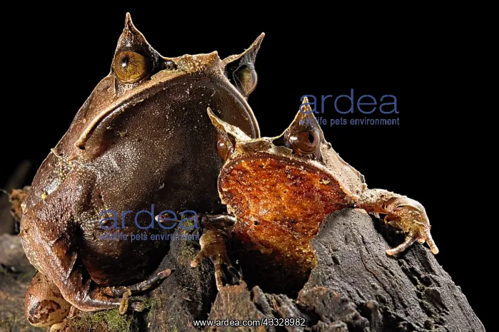 : Long-nosed horned frogs (Megophrys nasuta) on black : Long-nosed horned frogs (Megophrys nasuta) on black