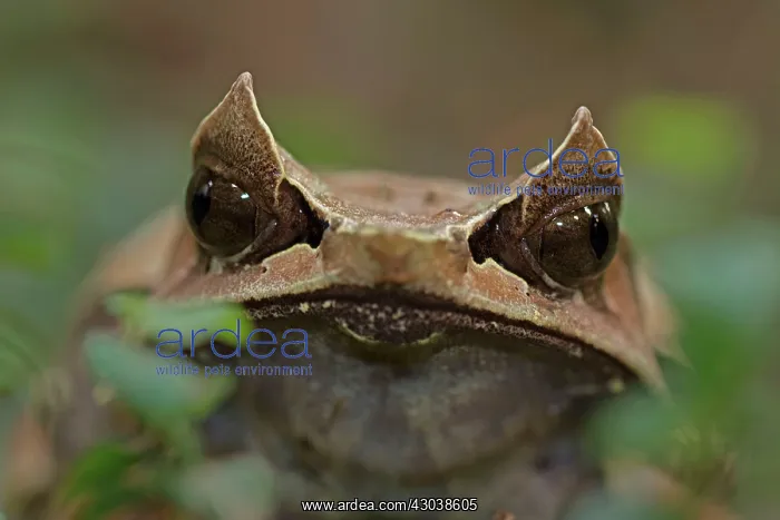 : Long-nosed Horned / Malayan Horned / Malayan Leaf : Long-nosed Horned / Malayan Horned / Malayan Leaf