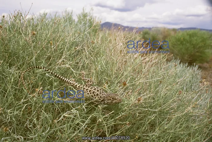 : Long-nosed Leopard Lizard : Long-nosed Leopard Lizard