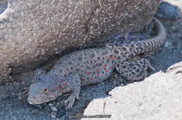 : Long-nosed leopard lizard : Long-nosed leopard lizard