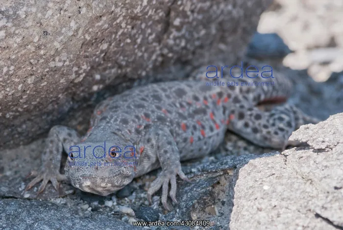 : Long-nosed leopard lizard : Long-nosed leopard lizard