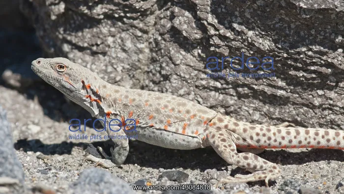 : Long-nosed leopard lizard : Long-nosed leopard lizard