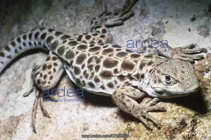 : Long-nosed Leopard Lizard : Long-nosed Leopard Lizard