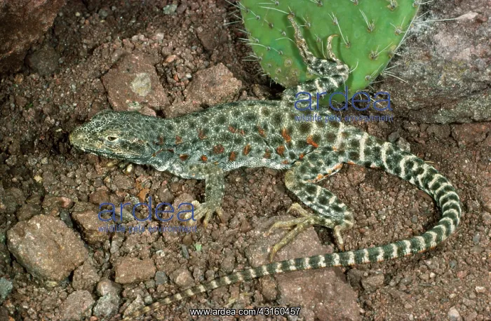 : Long-nosed Leopard Lizard : Long-nosed Leopard Lizard