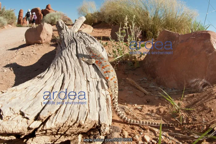 : Long-nosed Leopard Lizard (Gambelia vislizenii) observing the hikers after their passage, Utah, USA : Long-nosed Leopard Lizard (Gambelia vislizenii) observing the hikers after their passage, Utah, USA