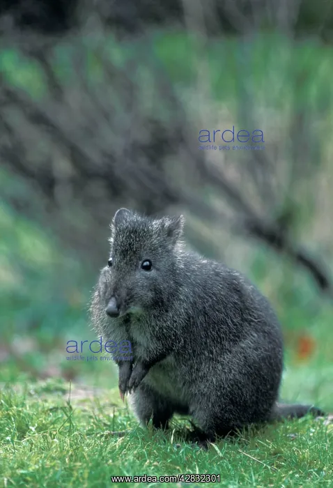 : Long-nosed Potoroo / Long-nosed Rat-kangaroo / Wallaby Rat : Long-nosed Potoroo / Long-nosed Rat-kangaroo / Wallaby Rat