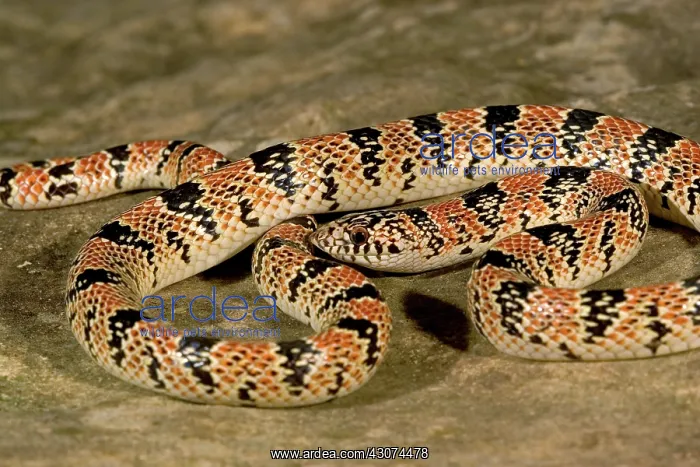 : Long-nosed Snake : Long-nosed Snake