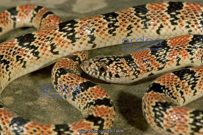 : Long-nosed Snake : Long-nosed Snake