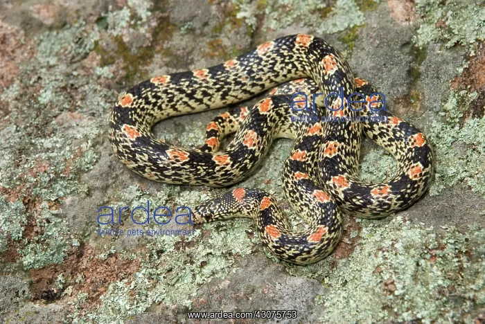 : Long Nosed Snake : Long Nosed Snake