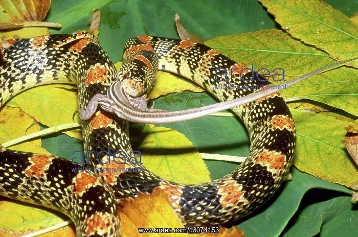 : Long-nosed snake eating lizard : Long-nosed snake eating lizard
