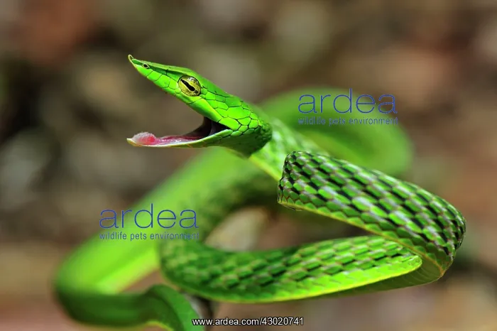 : Long-nosed Vine Snake / Long-nosed Whip Snake / : Long-nosed Vine Snake / Long-nosed Whip Snake /