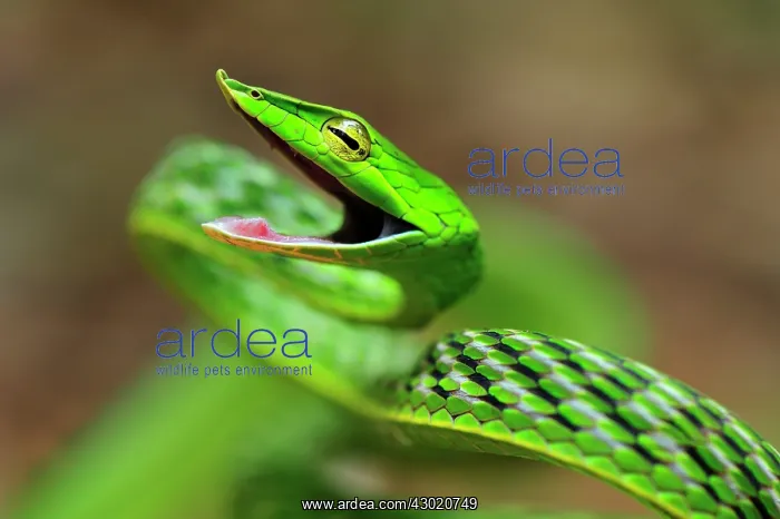 : Long-nosed Vine Snake / Long-nosed Whip Snake / : Long-nosed Vine Snake / Long-nosed Whip Snake /