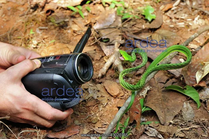  : Long-nosed Vine Snake  /  Long-nosed Whip Snake  / 