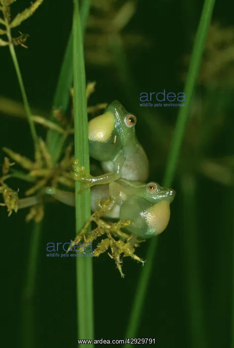 : Long Reed FROGS - x2 males, with inflated vocal sacs : Long Reed FROGS - x2 males, with inflated vocal sacs