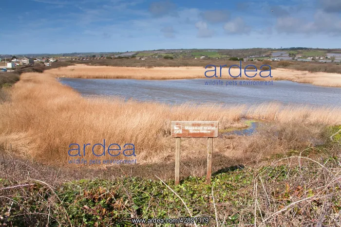 : Long Rock Pool : Long Rock Pool
