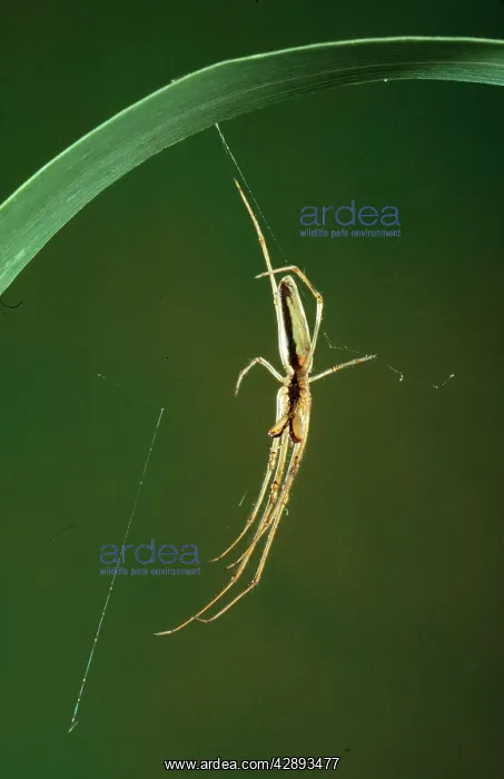 : Long-sawed orb-weaver SPIDER - on web : Long-sawed orb-weaver SPIDER - on web