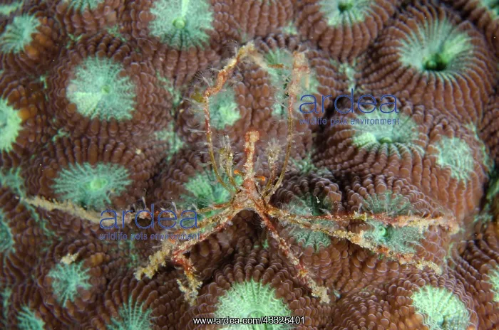 : Long Snout Elbow Crab - on stony coral (Dipsastrea : Long Snout Elbow Crab - on stony coral (Dipsastrea