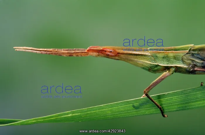 : Long Snout / Slant-faced Grasshopper : Long Snout / Slant-faced Grasshopper