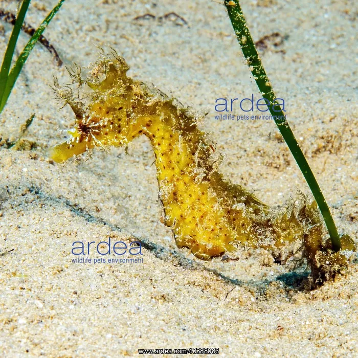: Long-snouted seahorse (Hippocampus guttulatus) clinging : Long-snouted seahorse (Hippocampus guttulatus) clinging