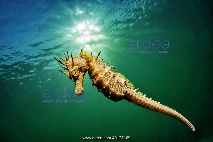 : Long-snouted seahorse (Hippocampus guttulatus) swims : Long-snouted seahorse (Hippocampus guttulatus) swims