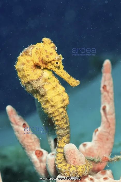 : Long-snouted seahorse, Hippocampus reidi, British Virgin : Long-snouted seahorse, Hippocampus reidi, British Virgin