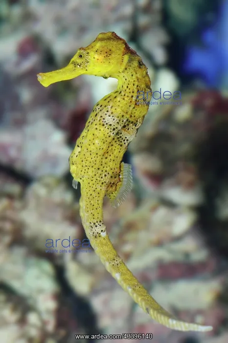  : Long-snouted seahorse (Hippocampus reidi) or long-snouted