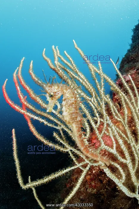 : Long-snouted seahorse or spiny seahorse (Hippoca : Long-snouted seahorse or spiny seahorse (Hippoca