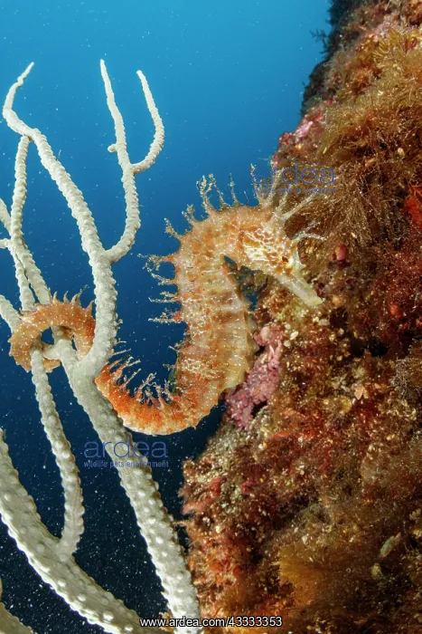 : Long-snouted seahorse or spiny seahorse (Hippoca : Long-snouted seahorse or spiny seahorse (Hippoca