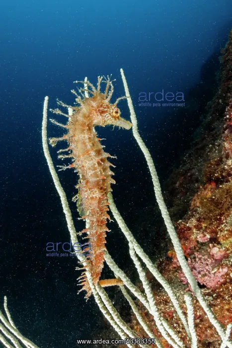 : Long-snouted seahorse or spiny seahorse (Hippoca : Long-snouted seahorse or spiny seahorse (Hippoca