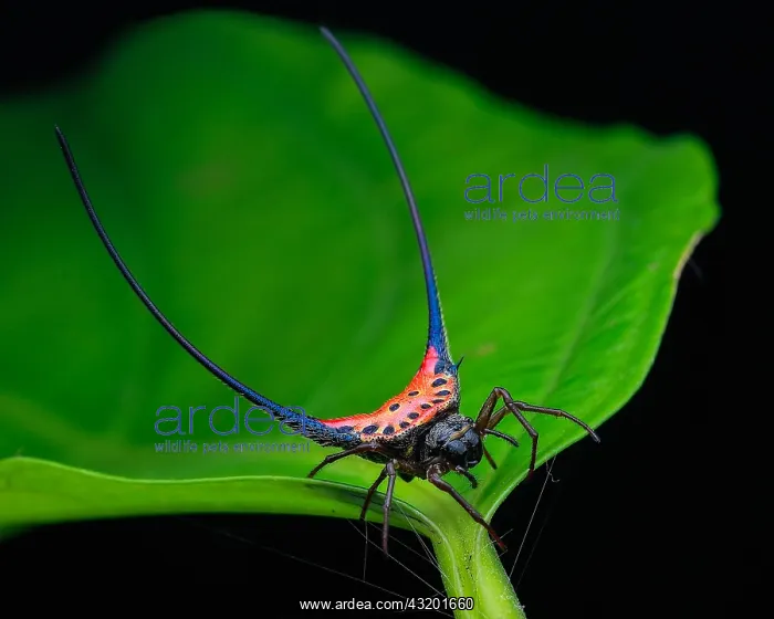 : Long spine orb weaver spider (Macracantha arcuata) : Long spine orb weaver spider (Macracantha arcuata)