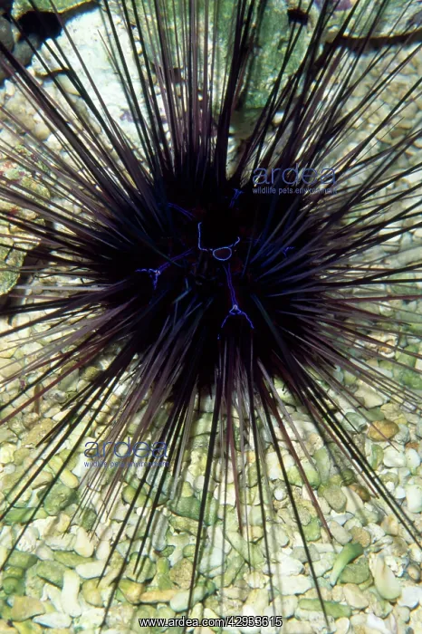 : Long-spined Sea Urchin - dangerously venomous spines : Long-spined Sea Urchin - dangerously venomous spines