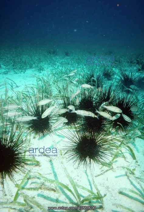: Long Spined Sea Urchin - poisonous : Long Spined Sea Urchin - poisonous