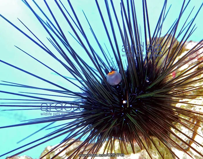 : Long Spined Sea Urchin, tropical seas : Long Spined Sea Urchin, tropical seas