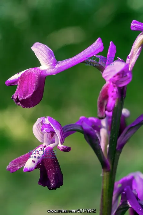  : Long-spurred Orchid (Anacamptis longicornu), Flower