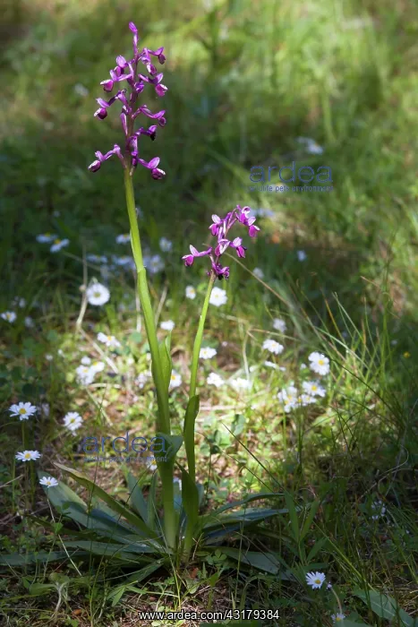 : Long-spurred Orchid (Anacamptis longicornu), Two : Long-spurred Orchid (Anacamptis longicornu), Two