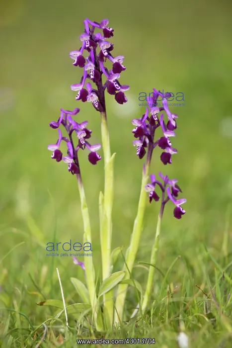 : Long-spurred Orchid Orchis longicornu = Anacamptis : Long-spurred Orchid Orchis longicornu = Anacamptis