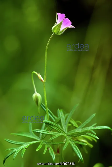 : Long-stalked Crane's-bill - flowers and leaves : Long-stalked Crane's-bill - flowers and leaves